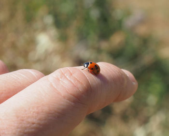 Close-up of ladybug on hand