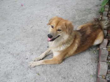 High angle view of dog looking away