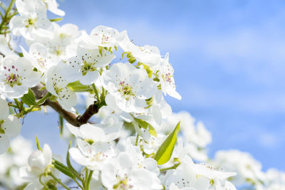 Closeup of spring blossom flower on blue sky background. macro blossom tree pear