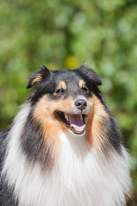 Close-up of a dog looking away