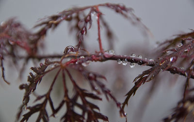 Close-up of snow on plant
