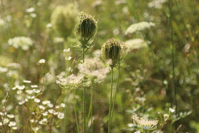 Close-up of flowering plants on land