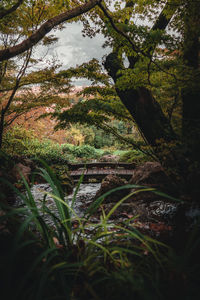 Plants and trees in forest