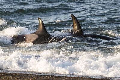 Close-up of swimming in sea