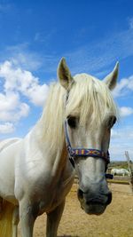 Close-up of horse standing on field against sky