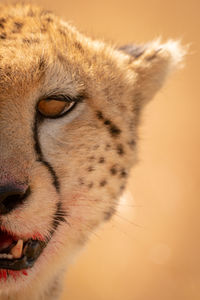 Close-up portrait of cheetah with blood