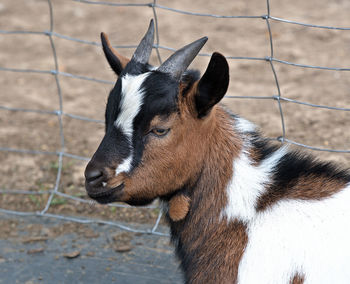 Close-up of a goat on field