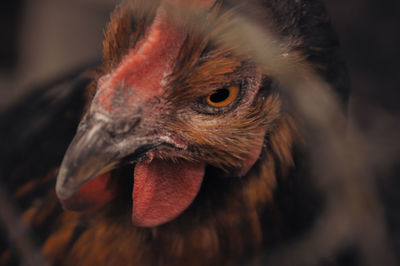 Close-up of a chicken head