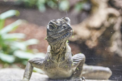 Close-up of raptil looking away