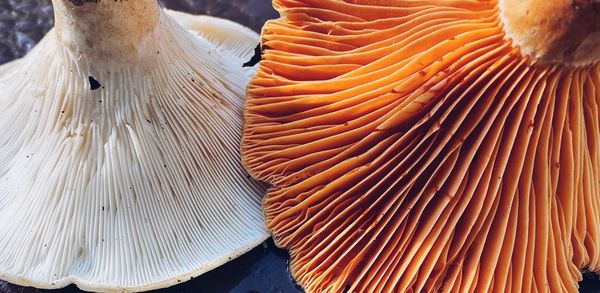 High angle view of mushrooms in market