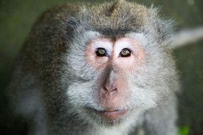 Portrait of monkey