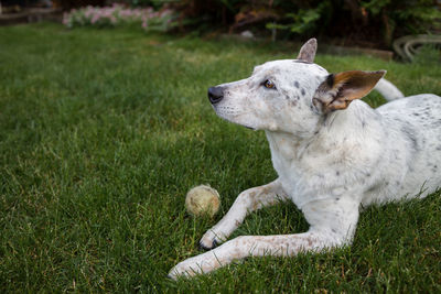 View of a dog on field