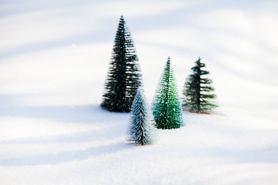 Close-up of pine tree on snow covered field