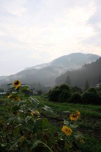 Close-up of flowers growing in field against sky