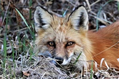 Closeup of a red fox after hunting a rodent for dinner in british columbia,  canada