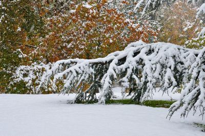 Trees on snow covered landscape