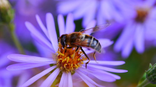 Close-up of bee pollinating on purple flower