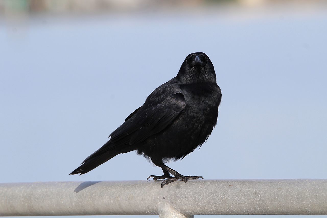 CLOSE-UP OF BIRD PERCHING ON WALL