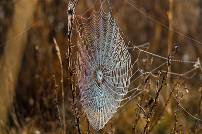 Close-up of spider web on dry plant