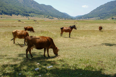 Horses in a field