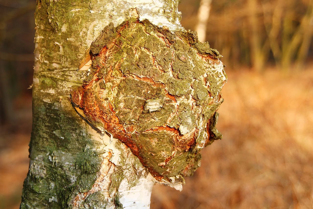 nature, tree, plant, leaf, tree trunk, trunk, autumn, close-up, macro photography, focus on foreground, wildlife, no people, forest, outdoors, textured, land, day, branch, plant bark, animal, wood, environment, sunlight, animal themes, growth