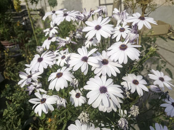 Close-up of white flowers blooming outdoors