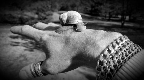 Close-up of snail on hand