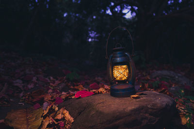 Close-up of illuminated autumn leaves on rock