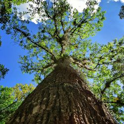 Low angle view of trees