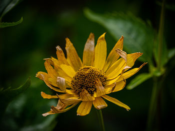 Close-up of yellow flower