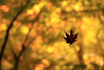 Close-up of orange plant during autumn