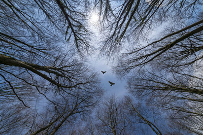 Looking up into trees with a pair of birds flying above.