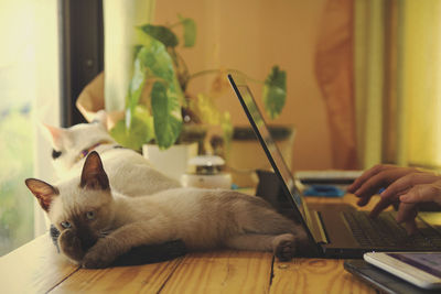 Cat relaxing on table at home