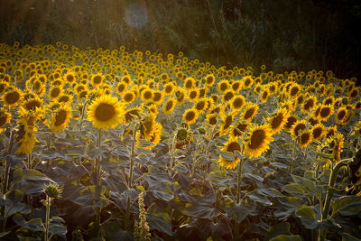 Close-up of yellow flowers blooming on field