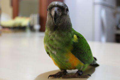 Close-up of parrot perching on table