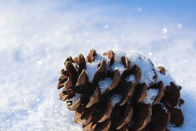 Close-up of pine cone on snow against sky