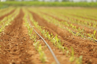 Plants growing on agricultural field