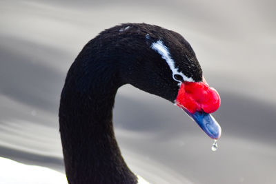 Close-up of duck in lake