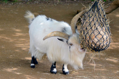 Feeding time for white billy goat with large horns.
