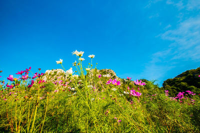 Low angle view of pink flowering plants against blue sky