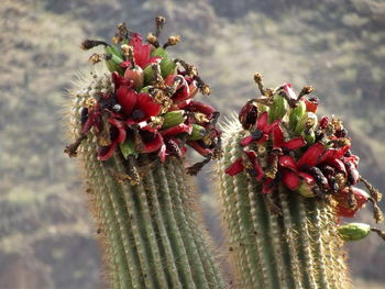 Close-up of flower buds