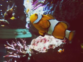 Close-up of fish swimming in aquarium