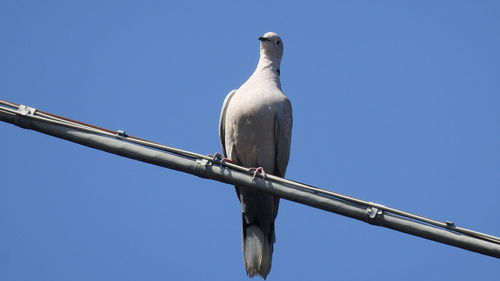 Low angle view of seagull perching on metal against sky