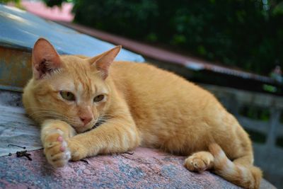 Close-up of a cat resting