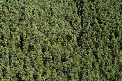 Full frame shot of pine trees