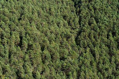 Full frame shot of pine trees
