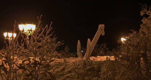 Illuminated plants at night