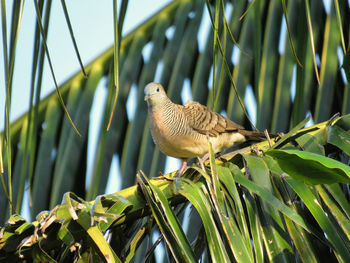 Low angle view of bird perching on tree