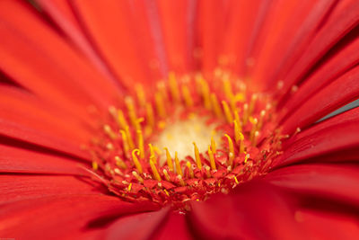 Close-up of yellow flower