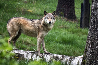 Portrait of dog standing on land